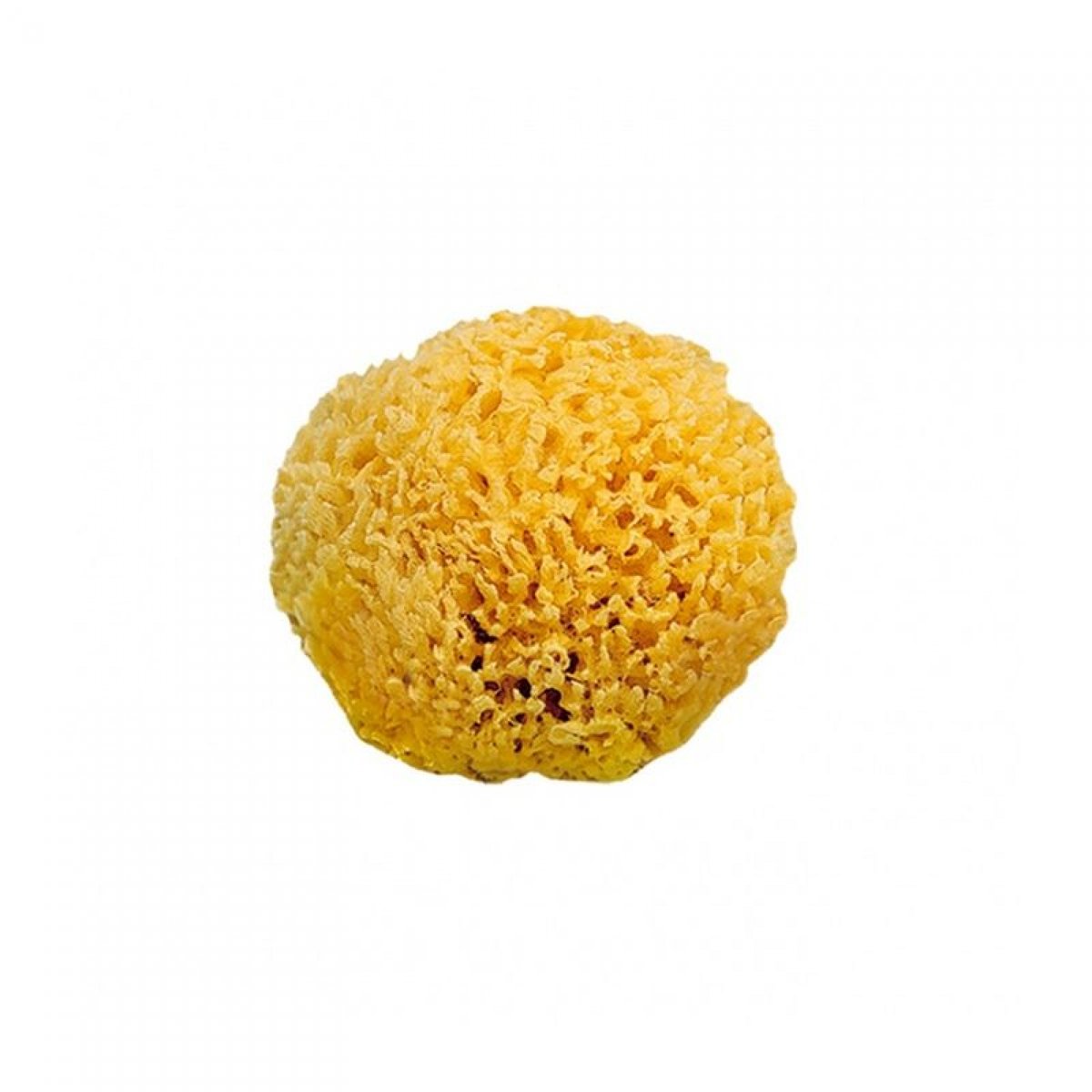 Éponge végétale